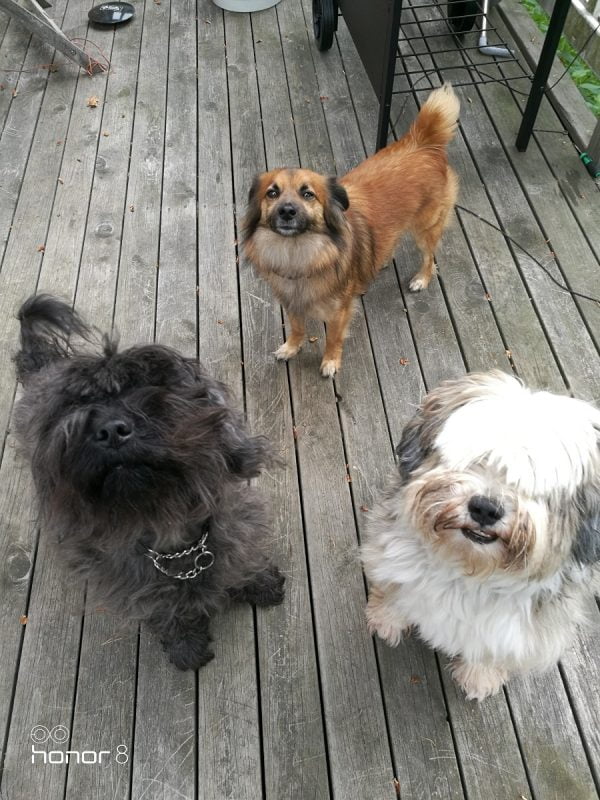 Karma ja Chico koiraparkki.com Espoo